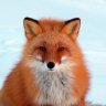 Red Fox