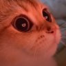 Kitty External