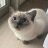 Whiskas0