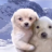 Timosha_Dobrov