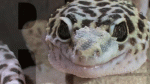 lagarto-biologia.gif