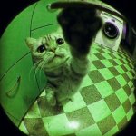 fisheye cat poster green.jpg