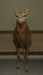 343px-Deer.png