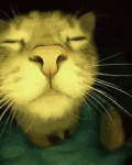 catjam-cat-1737583934636.gif