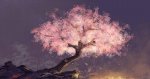 sakura-blossoms-tree-tapetti-1680x1050-33872_5.jpg