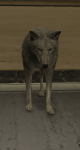 318px-Coyote.png