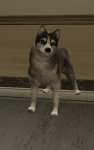 371px-Husky.png