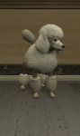 352px-Poodle.png