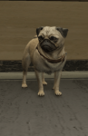 386px-Pug.png