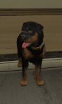 Dog.png