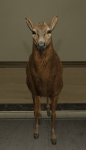 Deer.png