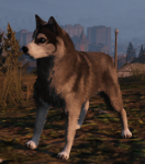 A_c_husky.png