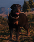 A_c_rottweiler.png