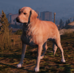 A_c_retriever.png