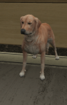 385px-Retriever.png