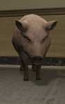 Pig.png