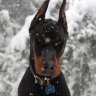 Dobermanchik