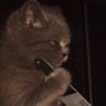 Killer_meow