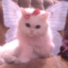 Cupidoni