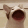 cryer