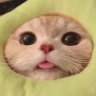 squassh
