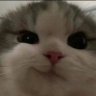 oshi