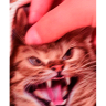 JackFaris