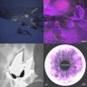 Lucid