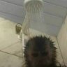 Bogdan_Finch