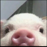 ANIMALMARIA