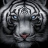 tigerwandr