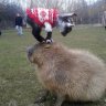 CapybaraNazlo