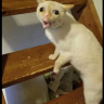 Demon_tv