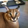 SiriusSaint