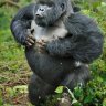 Beast Gorilla