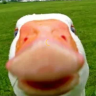 qeww