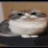 milk_a