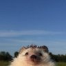 leonking