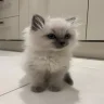 Antoniklol