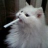 Burbon_DeWhite