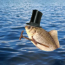 potapbl4