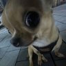 Sanya_Jerkov