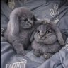 федос