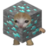 Tima_Gangy