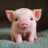 lovecapy