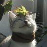 Kittie_Amore
