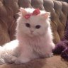 Lina_Corleone
