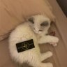 Dima_Miller