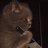 Killer_meow