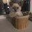 Vic_Tuman